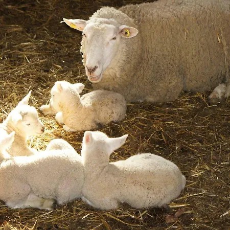 Schwienhorst דירה