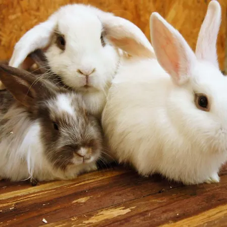 Schwienhorst דירה *