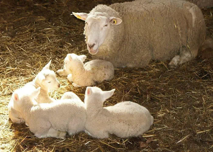 Schwienhorst Appartement