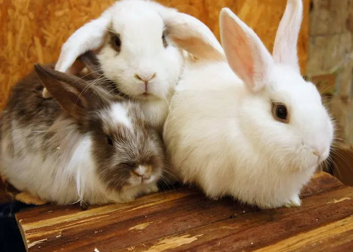 Schwienhorst Appartement *